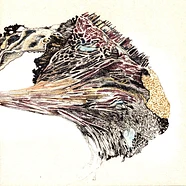 Roxane Metayer - Perlee De Seve