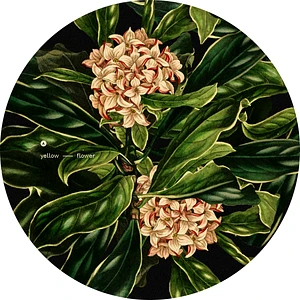 Tomppabeats Repress Edition - Summer Lover