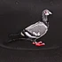Staple - Pigeon Snapback Cap