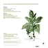 Mort Garson - Mother Earth's Plantasia Caladium Pink And Green Vinyl Edition