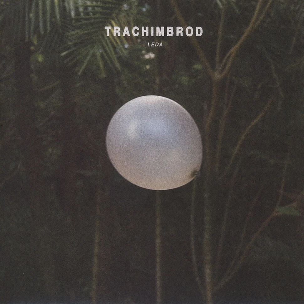 Trachimbrod - Leda